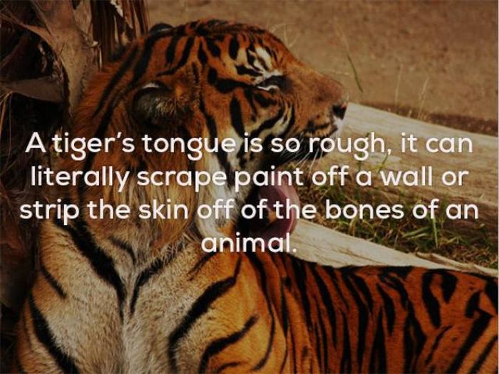 Strange Facts That Will Keep You Up At Night (23 pics)