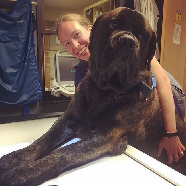 Some Dogs Are Too Big For Their Own Good (22 pics)