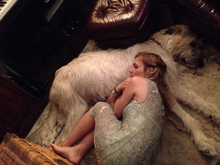 Some Dogs Are Too Big For Their Own Good (22 pics)