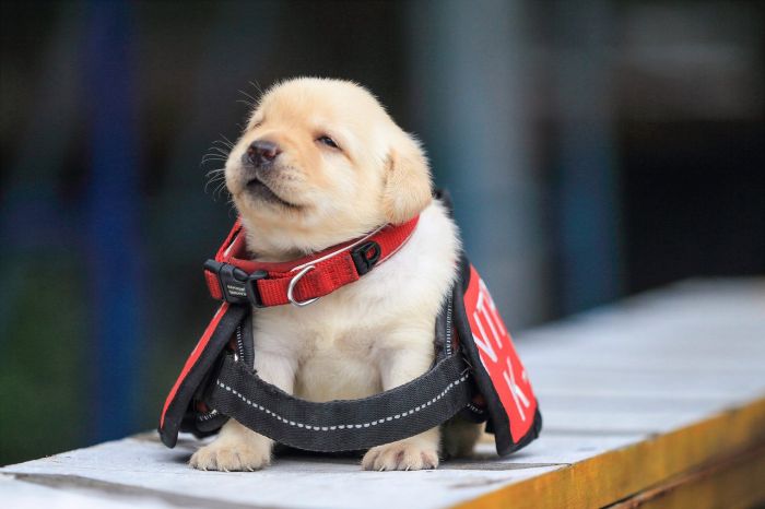 Tiny Puppy Joins The Police Force In Taiwan (3 pics)