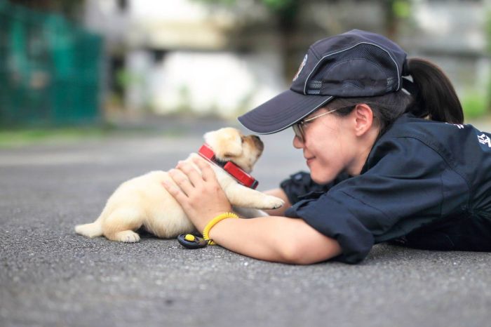 Tiny Puppy Joins The Police Force In Taiwan (3 pics)