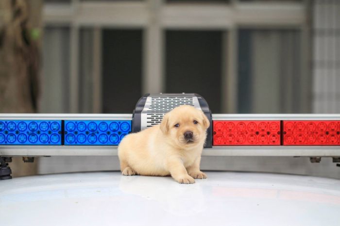Tiny Puppy Joins The Police Force In Taiwan (3 pics)