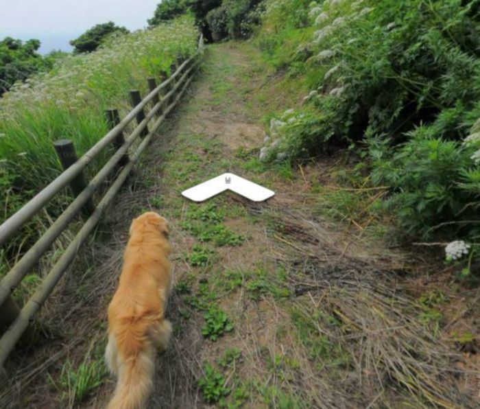Dog Becomes Popular Thanks To Google Street View (7 pics)