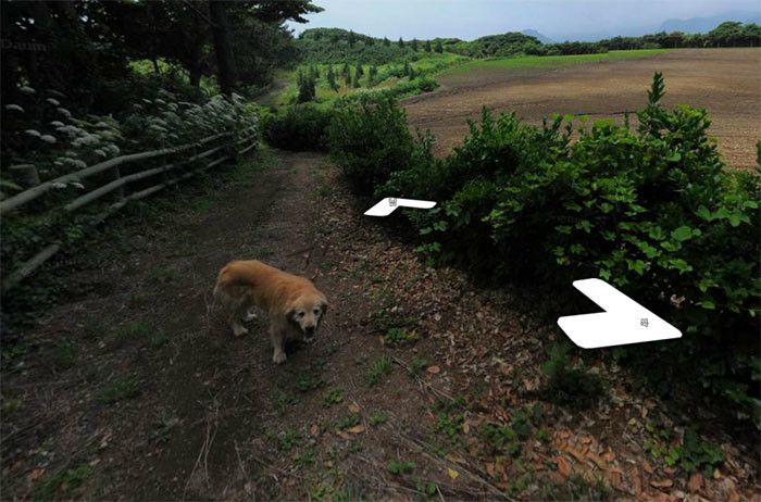 Dog Becomes Popular Thanks To Google Street View (7 pics)