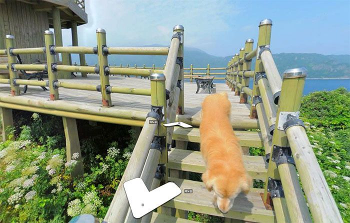 Dog Becomes Popular Thanks To Google Street View (7 pics)