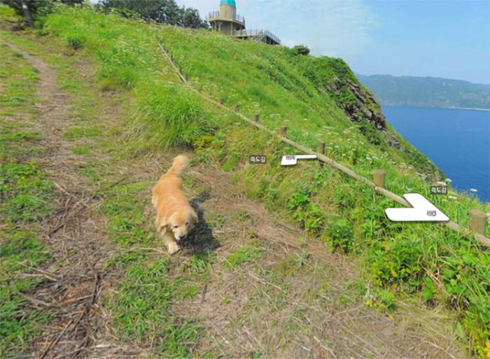 Dog Becomes Popular Thanks To Google Street View (7 pics)