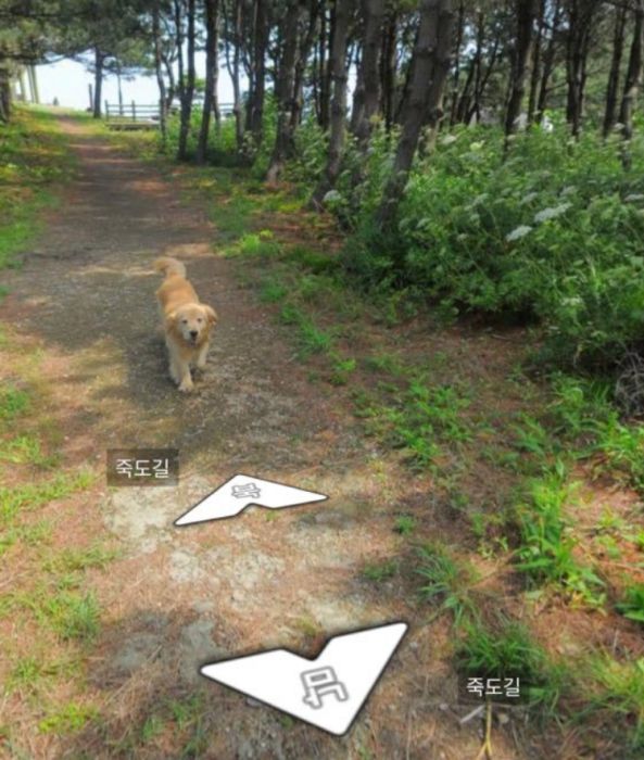 Dog Becomes Popular Thanks To Google Street View (7 pics)