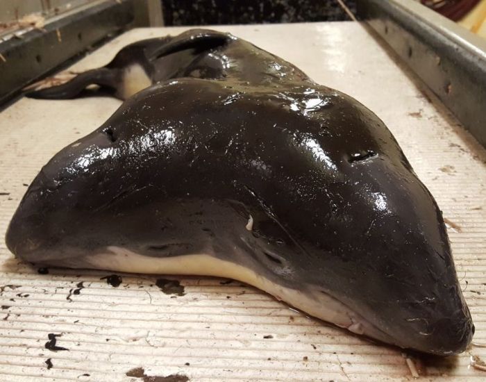 First Two Headed Porpoise Discovered In Fishing Net (3 pics)