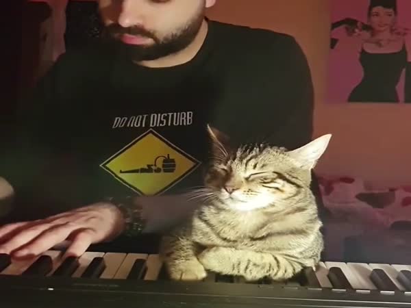 Lullaby Cat