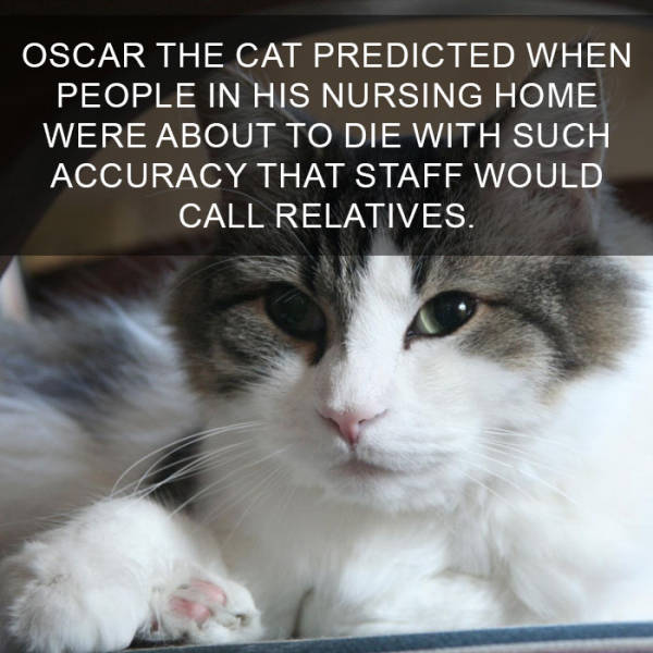 Cats Are So Interesting There's Even Facts About Them (38 pics)