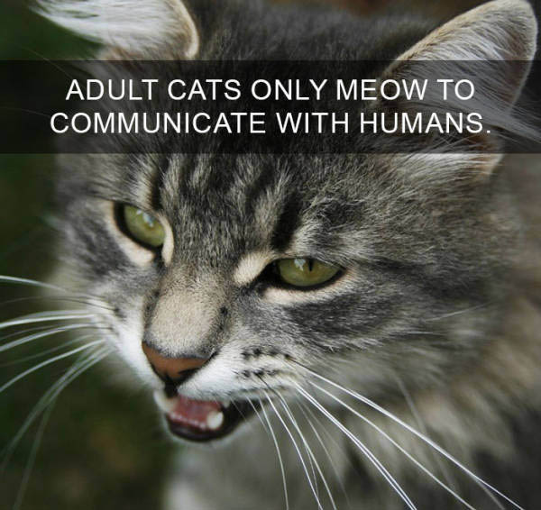Cats Are So Interesting There's Even Facts About Them (38 pics)