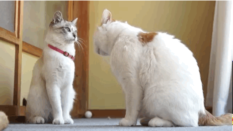 Acid Gifdump, June 16, 2017 (25 gifs)