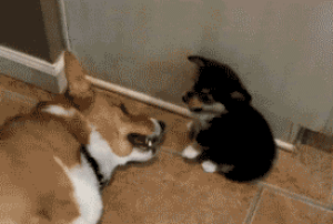 Acid Gifdump, June 16, 2017 (25 gifs)