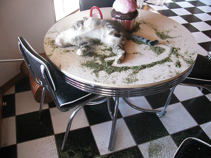 Cats With Substance Abuse Problems (32 pics)