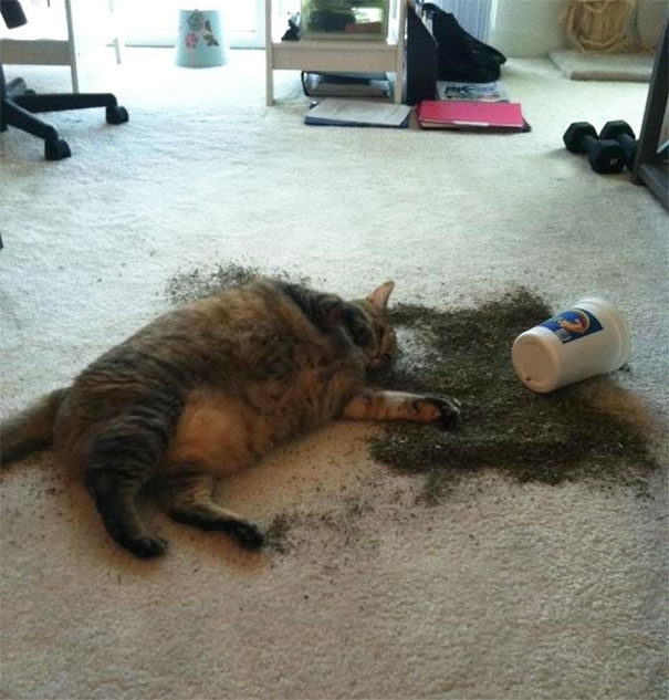 Cats With Substance Abuse Problems (32 pics)