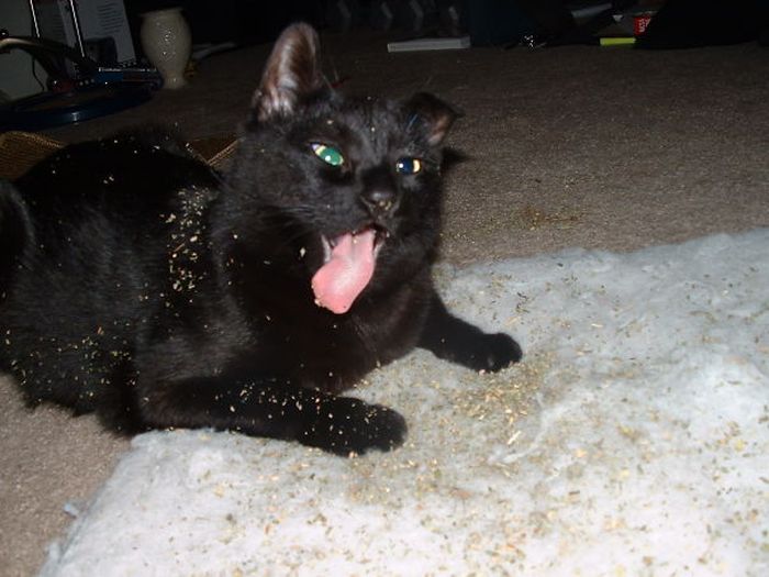 Cats With Substance Abuse Problems (32 pics)