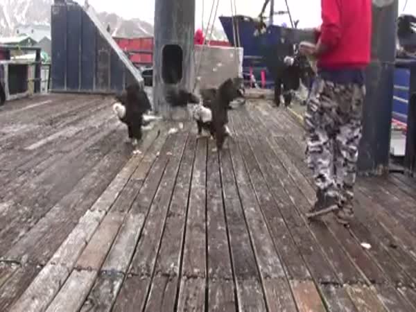 Sailor Feeds Eagles