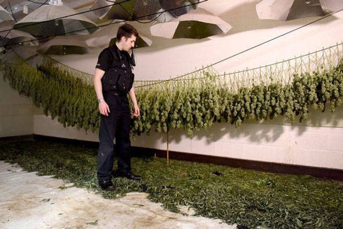 Multimillion Dollar Cannabis Factory Discovered In Nuclear Bunker (13 pics)