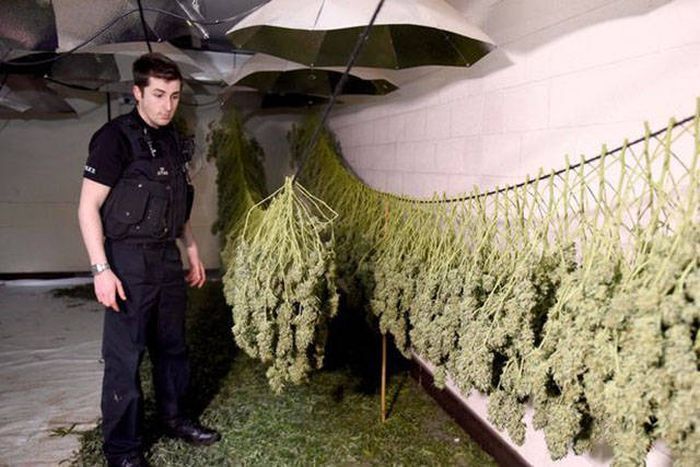 Multimillion Dollar Cannabis Factory Discovered In Nuclear Bunker (13 pics)