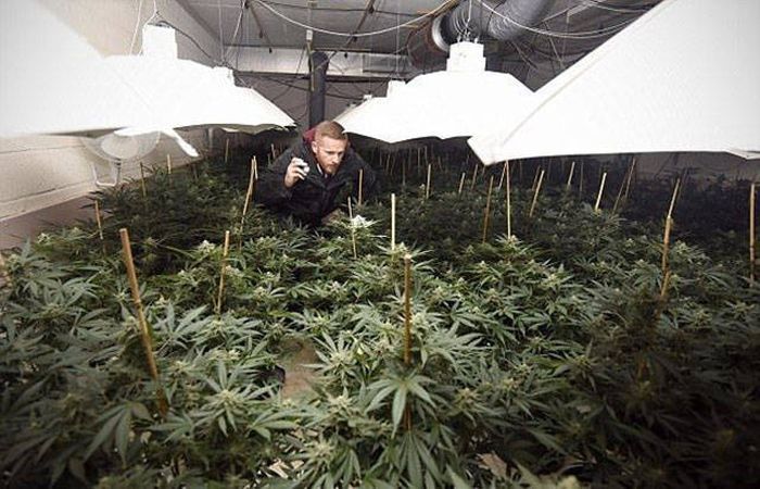 Multimillion Dollar Cannabis Factory Discovered In Nuclear Bunker (13 pics)