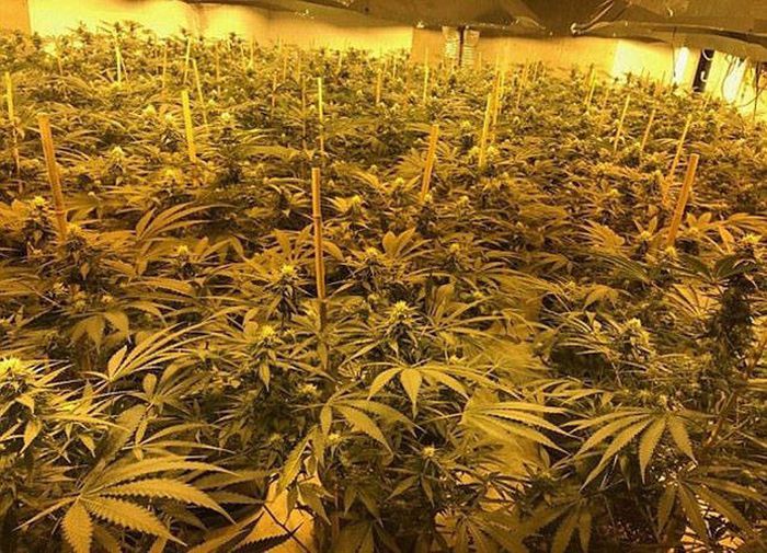 Multimillion Dollar Cannabis Factory Discovered In Nuclear Bunker (13 pics)