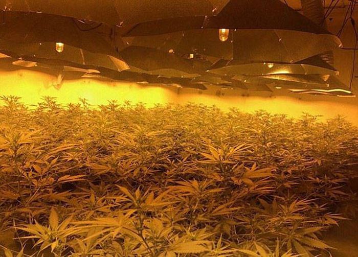 Multimillion Dollar Cannabis Factory Discovered In Nuclear Bunker (13 pics)