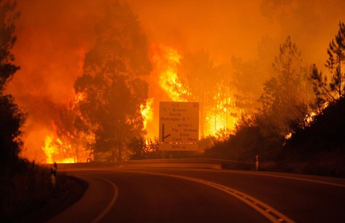 Forest Forest Fires In Portugal Claim Lives Of People Trapped In Cars (15 pics)