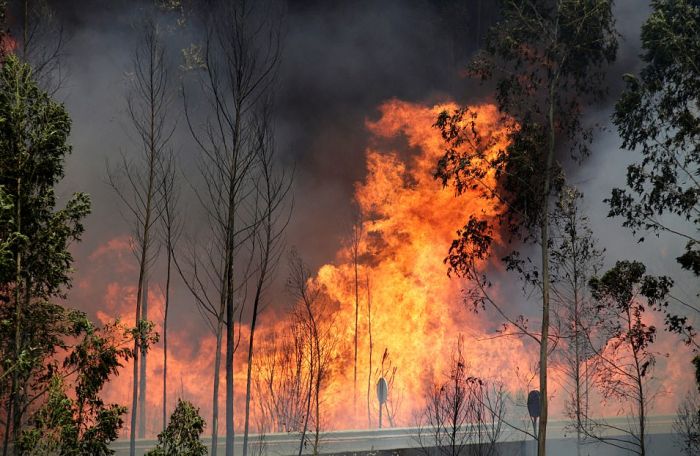 Forest Forest Fires In Portugal Claim Lives Of People Trapped In Cars (15 pics)
