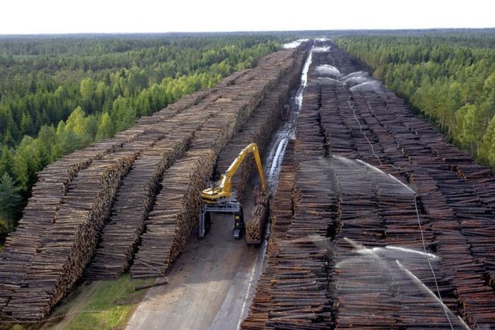 Hurricane Creates World's Largest Fallen Timber Collection In Sweden (6 pics)