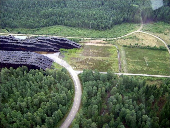 Hurricane Creates World's Largest Fallen Timber Collection In Sweden (6 pics)