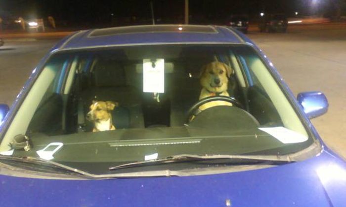 Acid Picdump (93 pics)