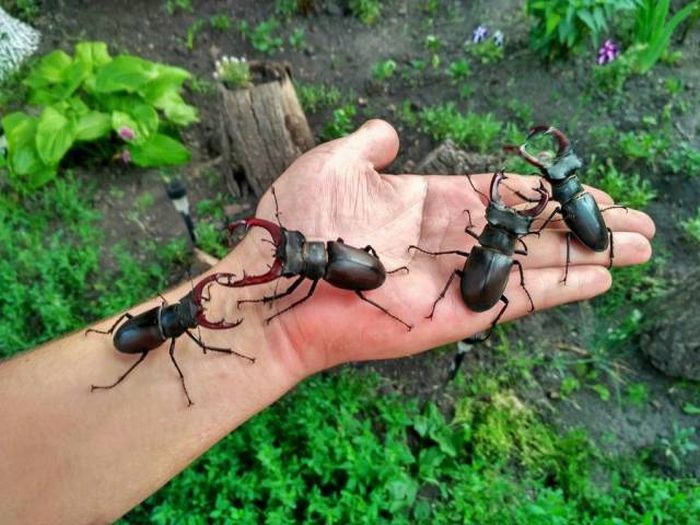 Acid Picdump (93 pics)