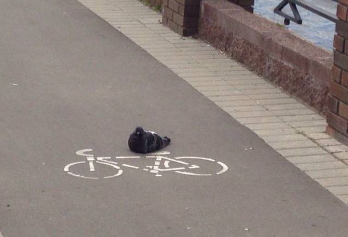 Acid Picdump (93 pics)