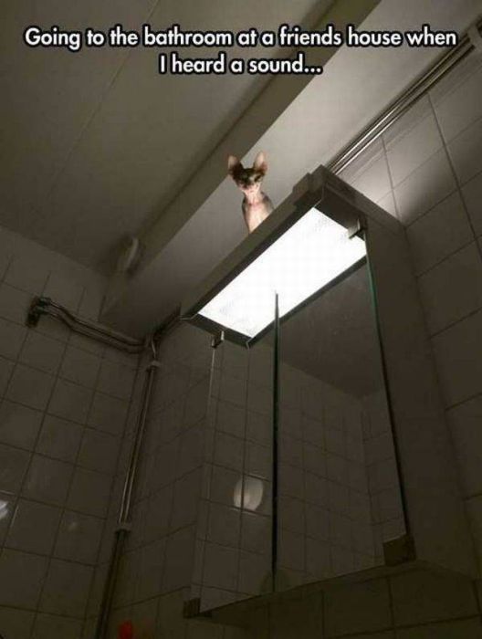 Acid Picdump (93 pics)
