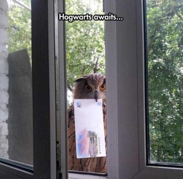 Acid Picdump (93 pics)