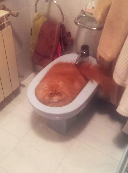 Acid Picdump (93 pics)