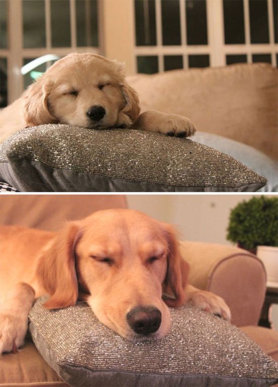 Then And Now Pictures Of Dogs Growing Up (25 pics)