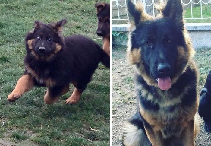 Then And Now Pictures Of Dogs Growing Up (25 pics)