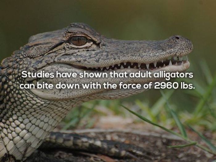 Terrifying Facts About Alligators (17 pics)