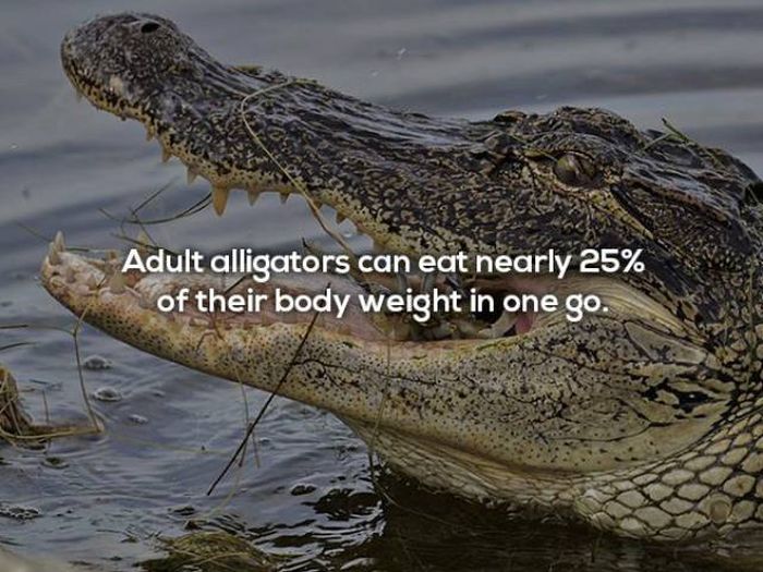 Terrifying Facts About Alligators (17 pics)