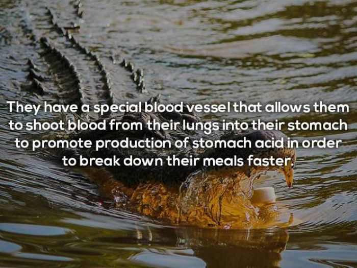 Terrifying Facts About Alligators (17 pics)