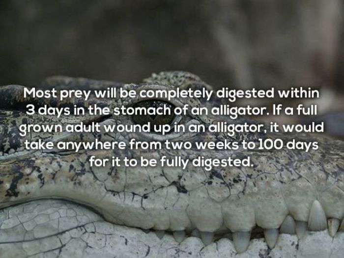 Terrifying Facts About Alligators (17 pics)