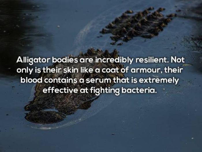 Terrifying Facts About Alligators (17 pics)
