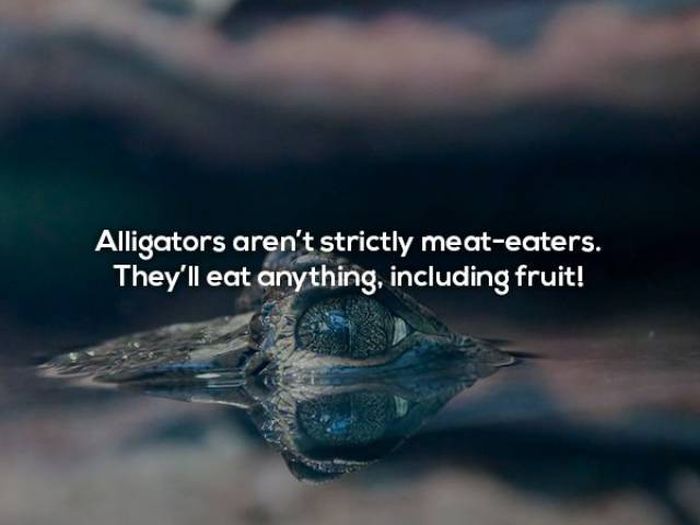 Terrifying Facts About Alligators (17 pics)