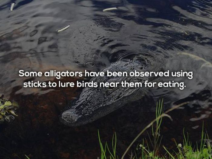Terrifying Facts About Alligators (17 pics)