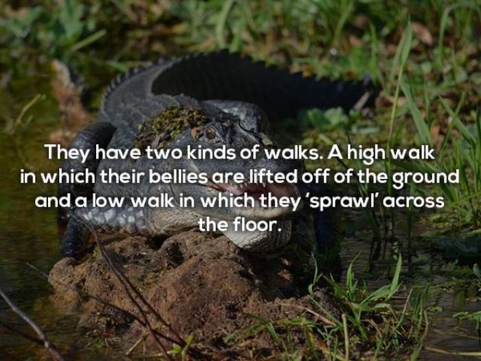 Terrifying Facts About Alligators (17 pics)