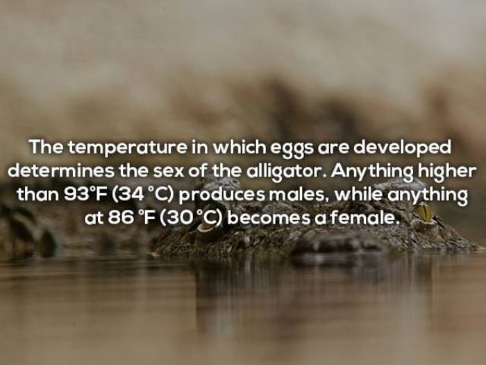 Terrifying Facts About Alligators (17 pics)