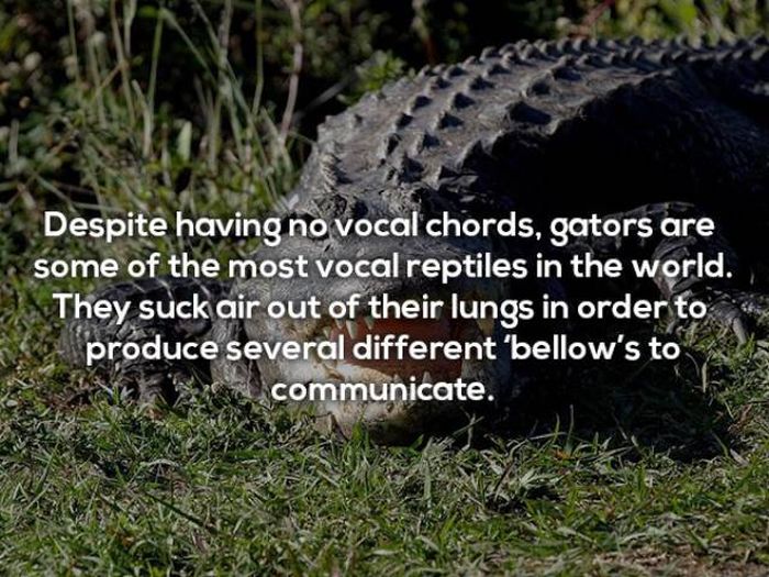 Terrifying Facts About Alligators (17 pics)