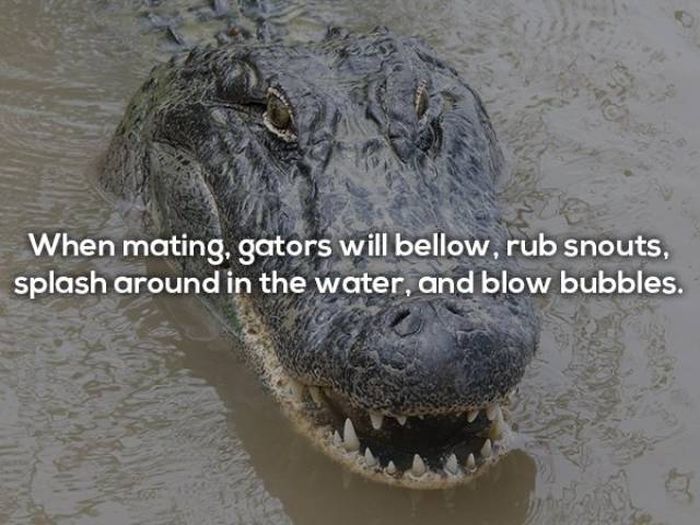 Terrifying Facts About Alligators (17 pics)