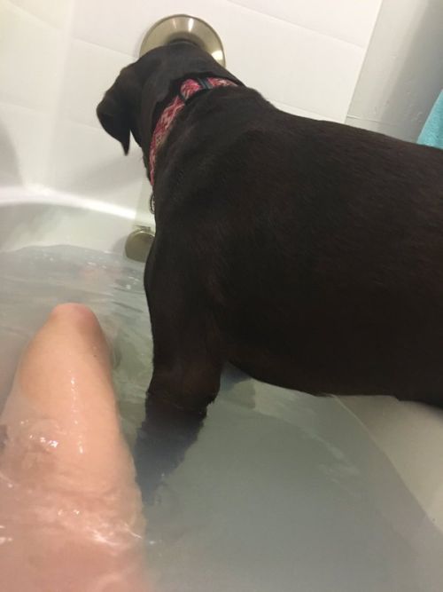Dog Can't Stay Away From Its Human (4 pics)